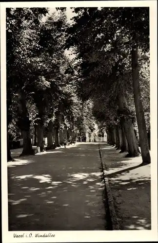 Ak Varel in Oldenburg Jadebusen, Windallee