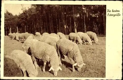 Ak Glückwunsch Ostern, Schafherde auf der Weide