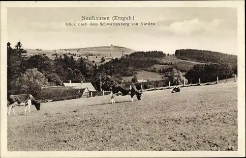 Ak Neuhausen im Erzgebirge, Panorama, Kühe