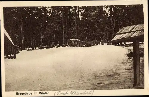 Ak Olbernhau im Erzgebirge, Hirsche, Schnee