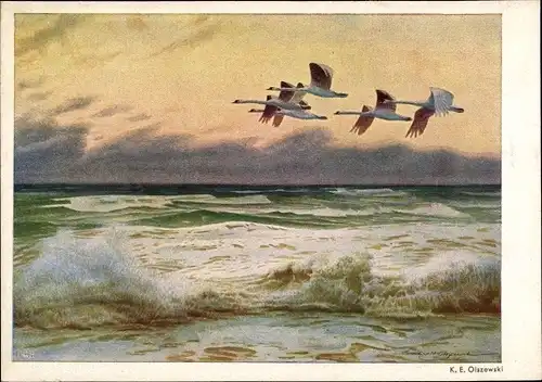Künstler Ak Olszewski, K.E., Fliegende Schwäne über dem Meer