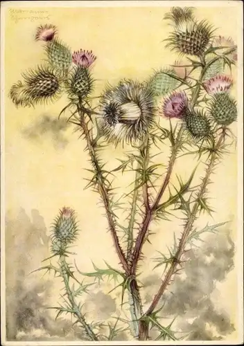 Künstler Ak Schneegans, Marianne, Wiesenblumen, Distel, Ackermann 10002