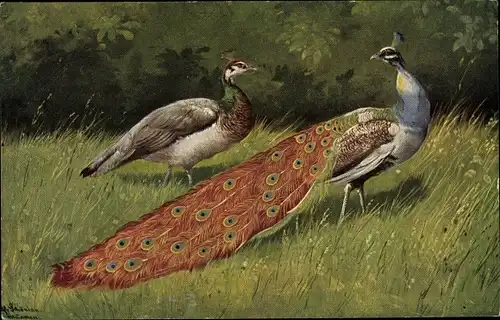 Künstler Ak Schönian, Alfred, Pfauen