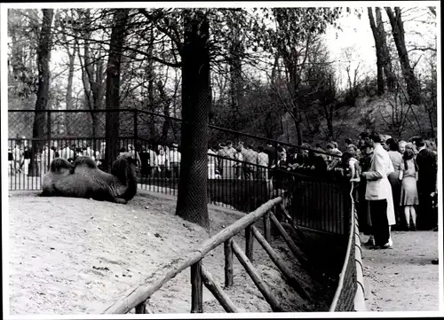 Foto Berlin Mitte, Bert Sass, Zoologischer Garten, Kamel im Gehege