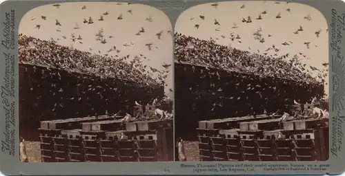 Stereo Foto Los Angeles California USA, Pigeon Farm, Taubenfarm, 16000 Tauben