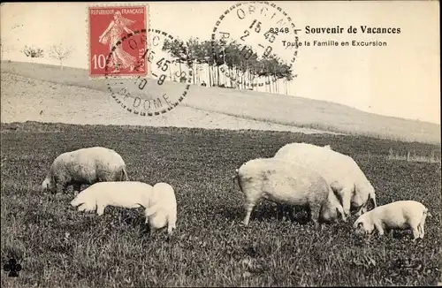 Ak Puy de Dôme, Toute la Famille en Excursion, Schweine auf der Wiese