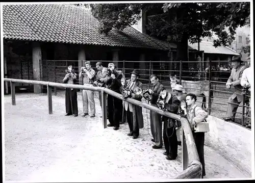 Foto Berlin, Bert Sass, Fotografen mit ihren Fotoapparaten an einem Tiergehege, Esel