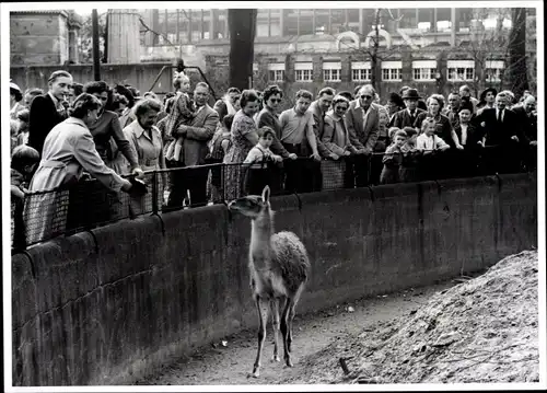 Foto Berlin Mitte, Bert Sass, Zoologischer Garten, Lama im Gehege