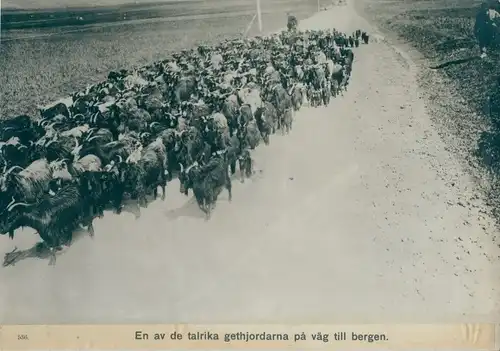 Foto En av de talrika gethjordana pa väg till bergen, Ziegenherde