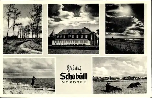 Ak Schobüll Husum in Nordfriesland, Friesenheim, Kühe, Strandpartie