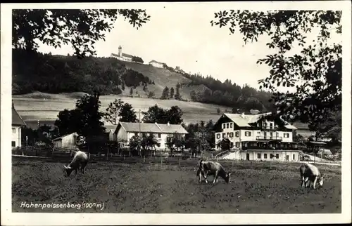 Ak Hohenpeißenberg Peißenberg Oberbayern, Teilansicht, Rinder