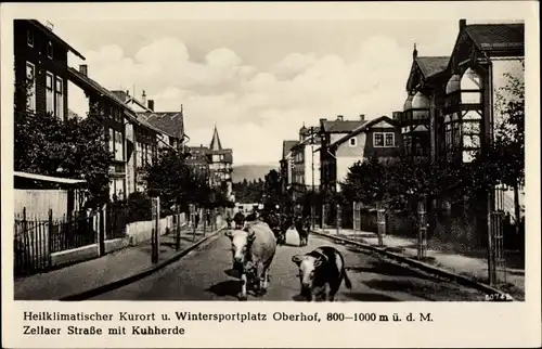 Ak Oberhof, Zellaer Straße mit Kuhherde, Villen