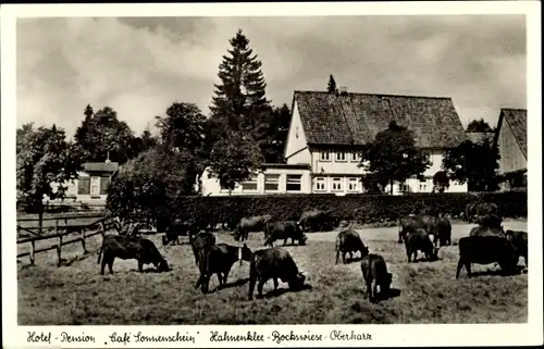 Ak Hahnenklee Bockswiese Goslar im Harz, Café Sonnenschein, Rinder weiden, Inh. Siede