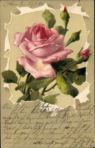 Künstler Litho Klein, Catharina, Rosa Rose, Knospen