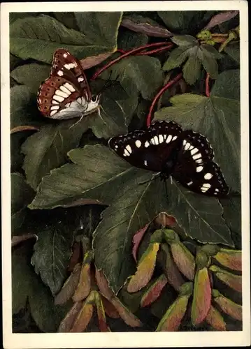 Künstler Ak Nymphalidae, Limenitis rivularis Scop., Blauer Eisvogel