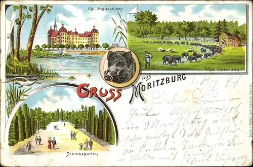 Litho Moritzburg in Sachsen, Königl. Jagdschloß, Schloßgarten , Wildfütterung