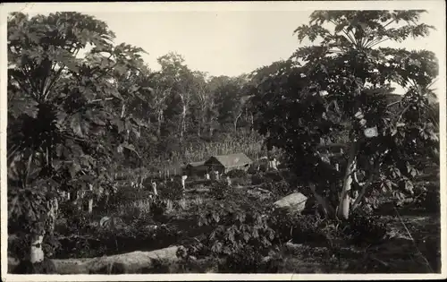 Ak Brasilien, Deutsche Kolonisten im Urwald