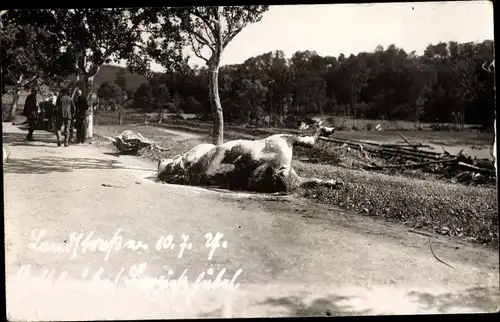 Foto Ak Bad Gottleuba Bad Berggießhübel, Hochwasser 1927, tote Rinder