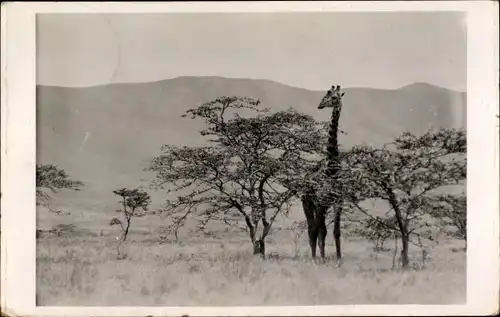 Ak Giraffe in der Steppe, Berge, Bäume