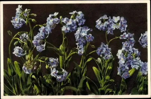Ak Myosotis alpestris, Alpenvergissmeinnicht