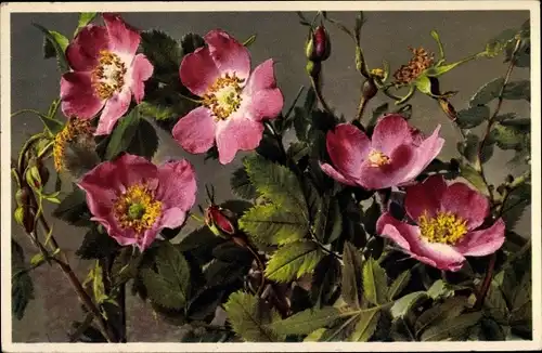 Ak Rosa alpina, Alpen Heckenrose