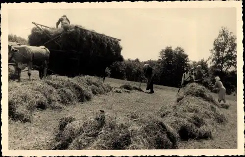 Foto Ak Bauern beladen Ochsenkarren mit Heu, Landwirtschaft