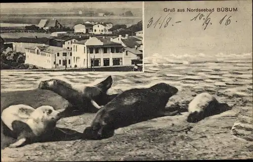 Ak Nordseebad Büsum, Teilansicht, Robben