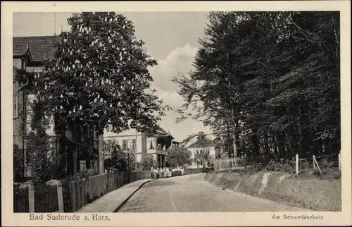 Ak Bad Suderode Quedlinburg im Harz, Schwedderholz