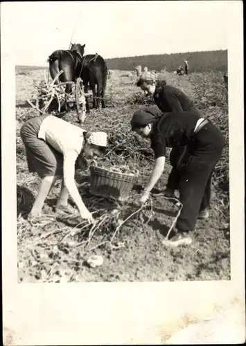 Foto Ak Frauen bei der Kartoffellese
