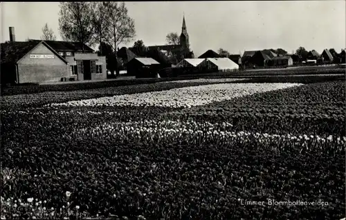 Ak Limmen Nordholland Niederlande, Bloemenbollenvelden