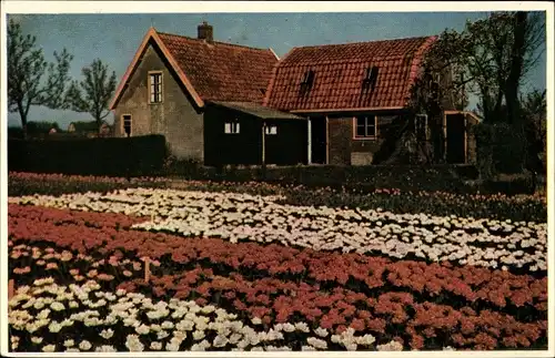 Ak Limmen Nordholland Niederlande, Versuchsfelder, Blumen