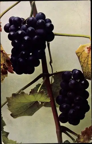 Ak Früchtestillleben, blaue Weintrauben, Reben