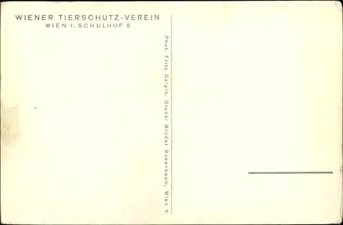 Ak Wien 1. Innere Stadt Österreich, Tierschutzverein, Schulhof 6, Rinder auf der Weide