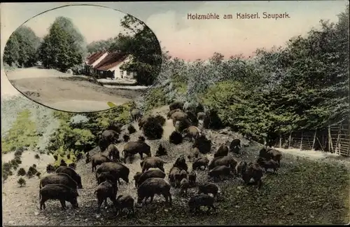 Ak Eldagsen Springe Niedersachsen, Holzmühle am Kaiserlichen Saupark, Wildschweine