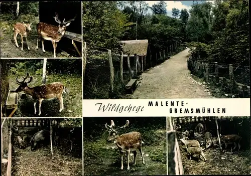 Ak Gremsmühlen Malente in Ostholstein, Wildgehege, Hirsche, Wildschweine