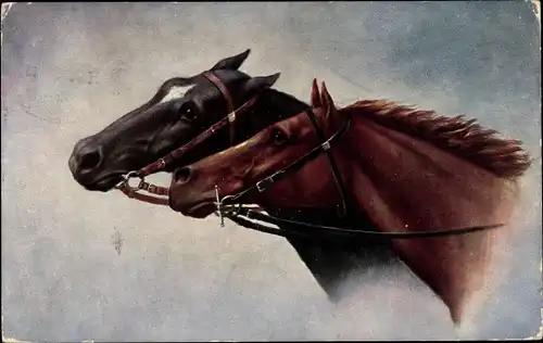 Ak Pferdegespann, Pferdeköpfe, Zaumzeug, Portrait