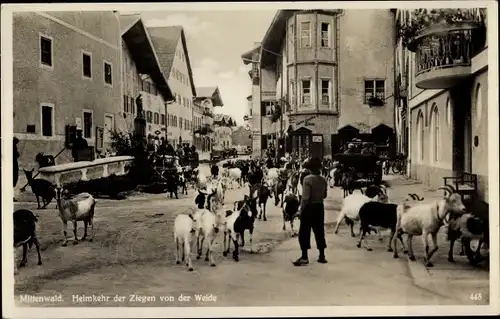 Ak Mittenwald in Oberbayern, Heimkehr der Ziegen von der Weide