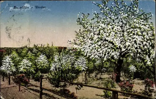 Ak Werder an der Havel, Baumblüte