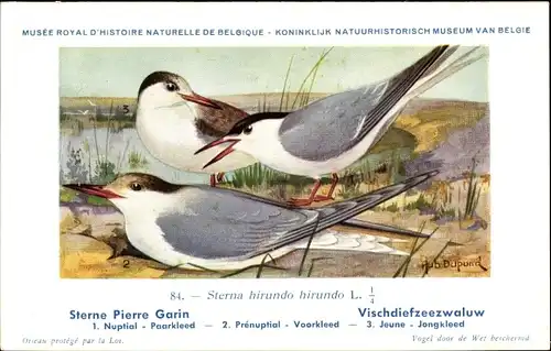 Künstler Ak Dupond, Hub., Sterna hirundo hirundo, Vischdiefzeezwaluw Nr. 84