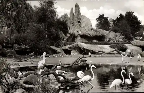 Ak Hamburg Stellingen, Carl Hagenbecks Tierpark, Vogelteich, Flamingos