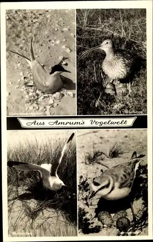 Ak Insel Amrum in Nordfriesland, Küstenseeschwalbe, Brachvogel, Sturmmöwe