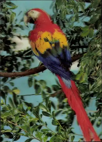 3-D Ak A Parrot, Papagei, Ara