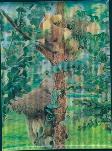 3 D Ak Koalas an einem Eukalyptusbaum