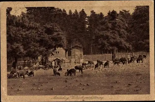 Ak Moritzburg in Sachsen, Wildschweinfütterung