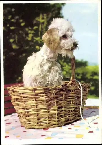 Ak Hundeportrait, Pudel in einem Weidenkorb