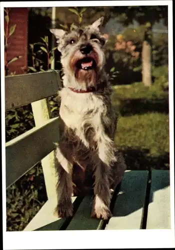 Ak Terrier auf einer Bank, Hundeportrait