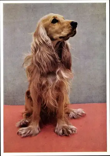 Ak Hundeportrait, langhaariger Hund