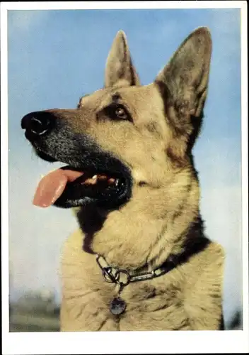 Ak Hundeportrait, Schäferhund, Halsband