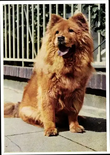 Ak Hundeportrait, Chow Chow