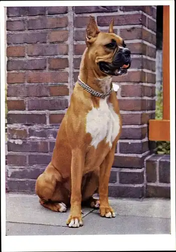 Ak Hundeportrait, Boxer mit Halsband